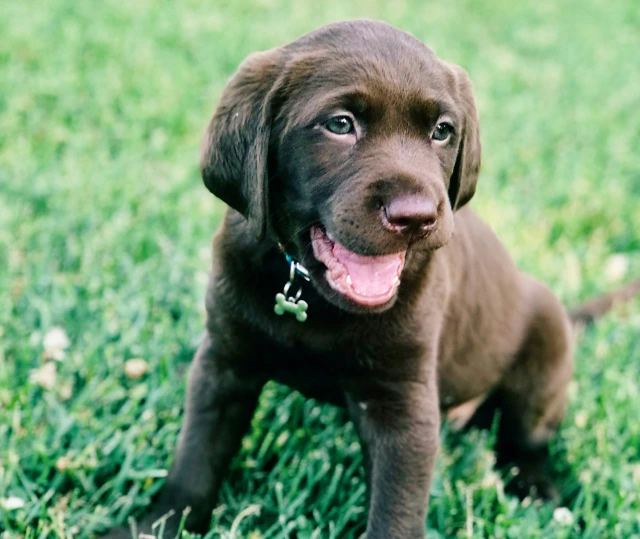 Large breed puppy